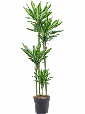 Dracaena fragrans 'Cintho'