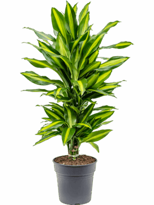 Dracaena fragrans 'Cintho'