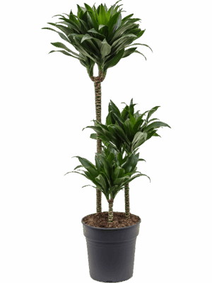 Dracaena fragrans 'Compacta'