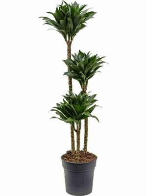 Dracaena fragrans 'Compacta'