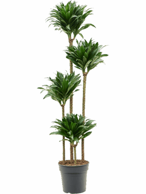 Dracaena fragrans 'Compacta'