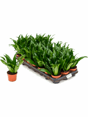Dracaena fragrans 'Compacta' 12/tray