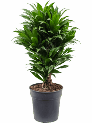 Dracaena fragrans 'Compacta'
