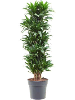Dracaena fragrans 'Compacta'