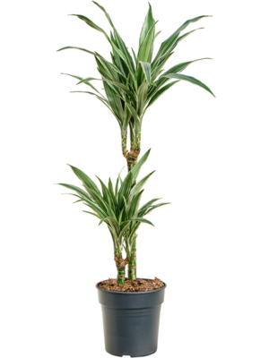 Dracaena deremensis 'Warneckei'