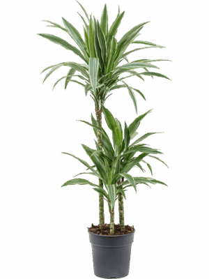 Dracaena deremensis 'Warneckei'