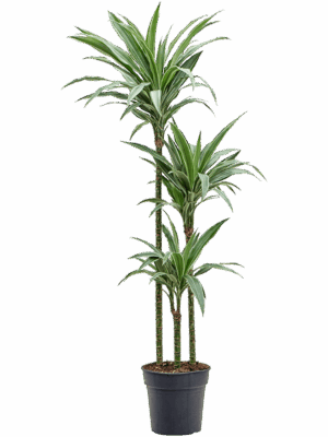 Dracaena deremensis 'Warneckei'