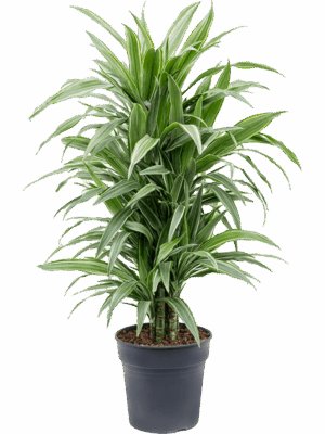 Dracaena deremensis 'Warneckei'
