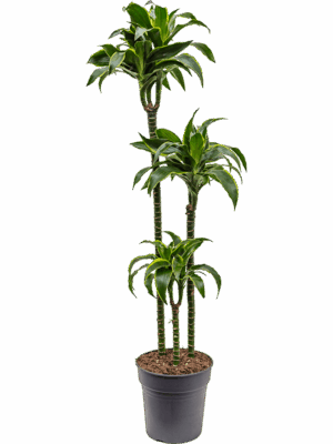 Dracaena fragrans 'Dorado'
