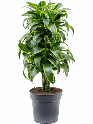 Dracaena fragrans 'Dorado'