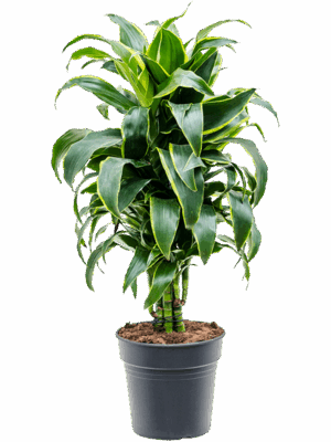 Dracaena fragrans 'Dorado'