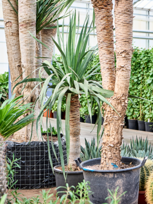 Dracaena draco 'Compact'