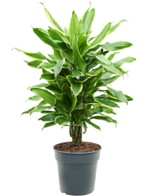 Dracaena fragrans 'Golden Coast'