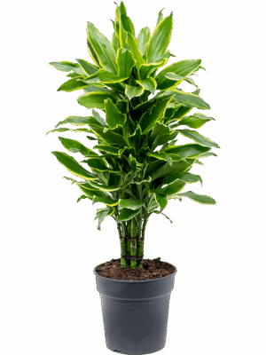 Dracaena fragrans 'Golden Coast'