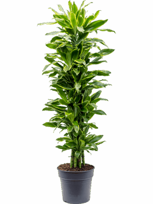 Dracaena fragrans 'Golden Coast'