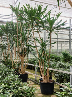 Dracaena gymea (420-480)