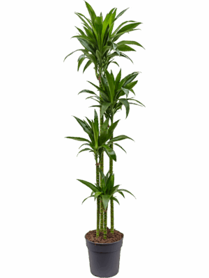 Dracaena fragrans 'Janet Craig'
