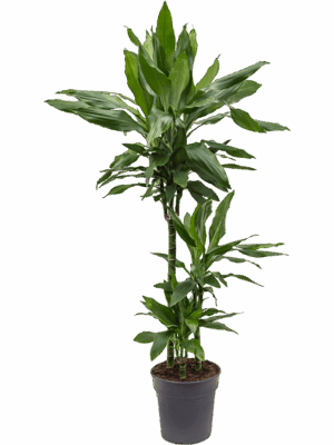 Dracaena fragrans 'Janet Lind'