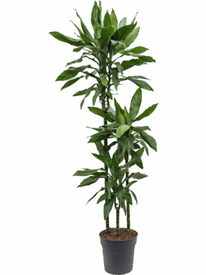 Dracaena fragrans 'Janet Lind'
