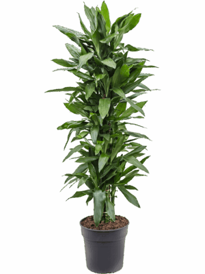 Dracaena fragrans 'Janet Lind'