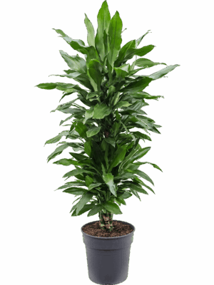 Dracaena fragrans 'Janet Lind'