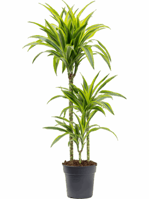 Dracaena fragrans 'Lemon Lime'