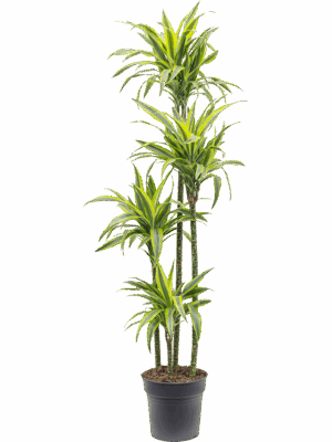 Dracaena fragrans 'Lemon Lime'