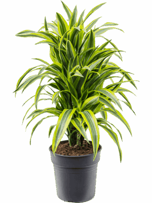 Dracaena fragrans 'Lemon Lime'