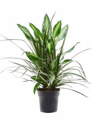 Dracaena combo