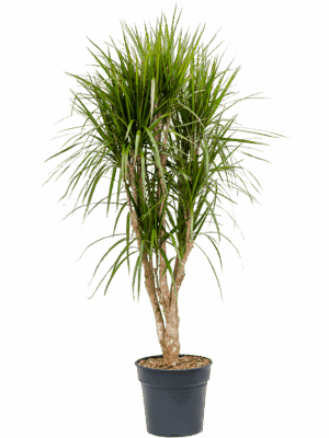 Dracaena marginata