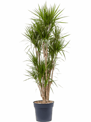 Dracaena marginata