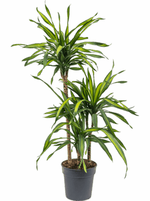 Dracaena fragrans 'Riki'