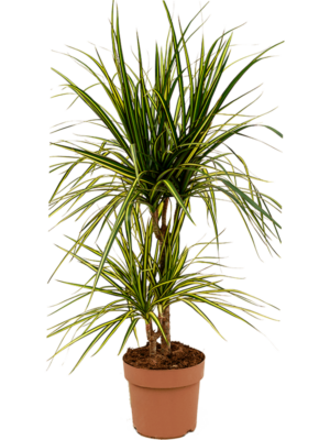 Dracaena marginata 'Sunray'q