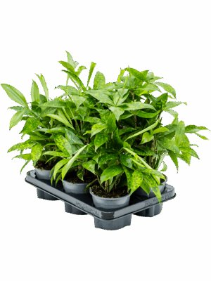 Dracaena surculosa 6/tray