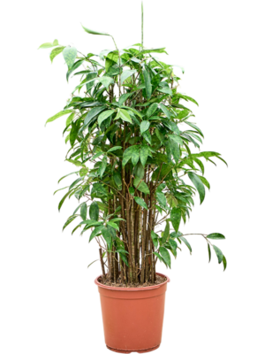 Dracaena surculosa (90-120)