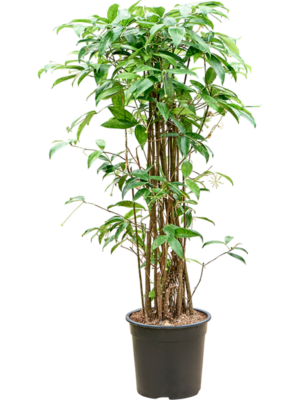 Dracaena surculosa (120-150)