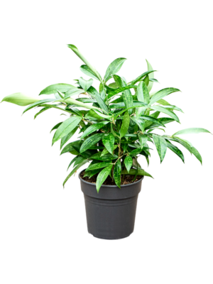 Dracaena surculosa