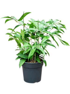 Dracaena surculosa