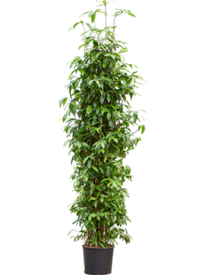 Dracaena surculosa