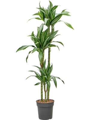 Dracaena fragrans 'Ulises'