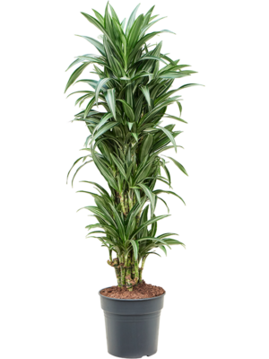 Dracaena fragrans 'Ulises'