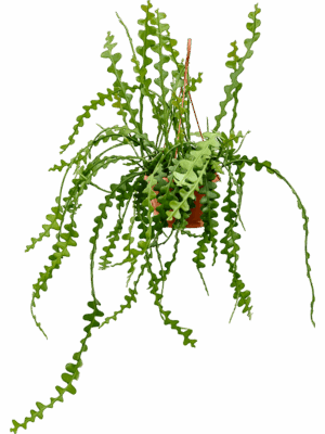 Epiphyllum anguliger