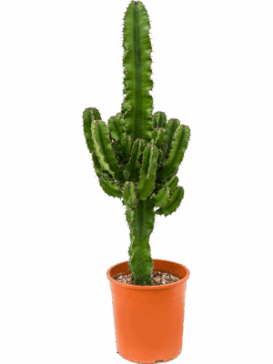 Euphorbia erytrea