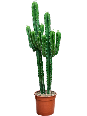 Euphorbia erytrea (2 stam)