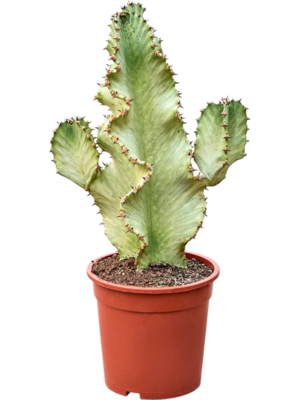 Euphorbia ingens marmorata (60-70)