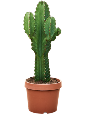 Euphorbia ingens (60-80)
