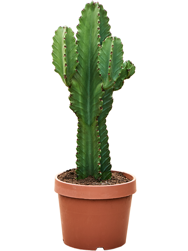 Euphorbia ingens (60-80)