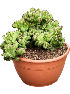 Euphorbia lactea