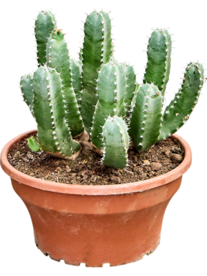 Euphorbia resinifera