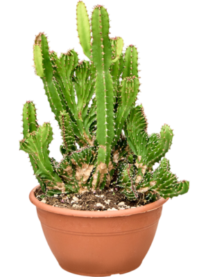 Euphorbia triangularis crestata